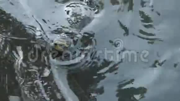 在花粉边缘漂浮到水面的池塘海龟视频的预览图