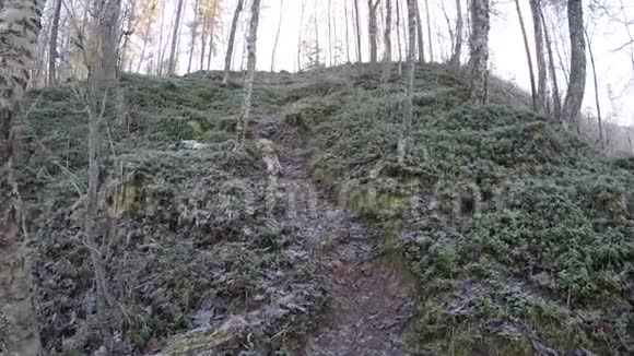 行走在美丽的山林中秋风凛冽晨曦凝滞视频的预览图