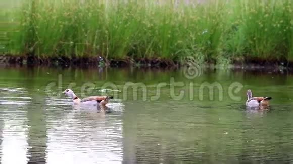 埃及鹅在荷兰池塘里游泳视频的预览图
