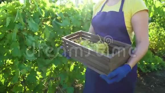 穿着围裙戴着园艺手套带着葡萄的木箱的白种人女性视频的预览图
