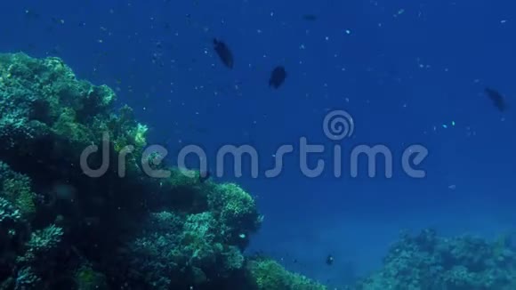 美丽的视频鱼在红海的珊瑚周围游泳海洋中水下居住者的学校和浅滩视频的预览图