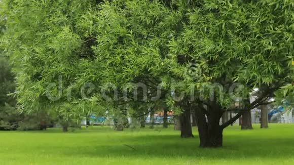 城市公园的树木夏天的绿草视频的预览图