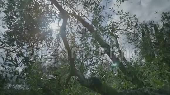 托斯卡纳的阳光玫瑰花橄榄树视频的预览图