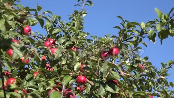 横落的苹果躺在地上树枝上成熟的红色果实倾斜下去4K视频的预览图