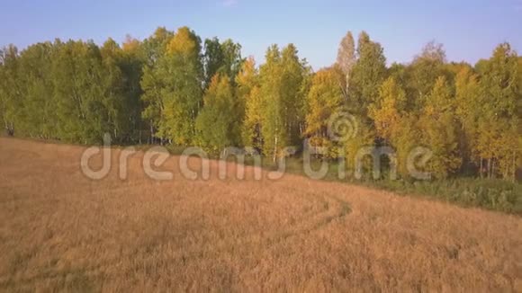 秋天在一片美丽的桦树林上空飞翔峡谷里的黄桦树空中景观视频的预览图