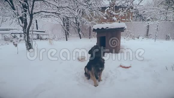 镜头前雪地里拴着狗链的杂种狗视频的预览图