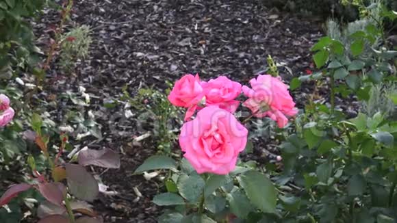 粉红色的玫瑰在花园里公园里的粉色玫瑰视频的预览图