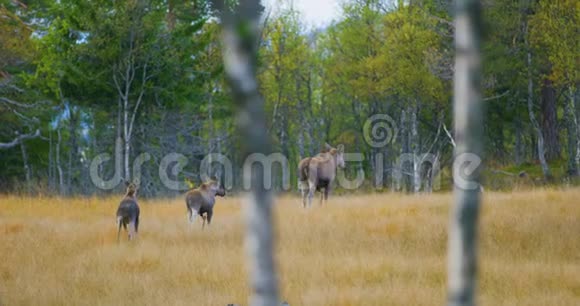 雌性麋鹿妈妈带着两只小麋鹿在森林里散步视频的预览图