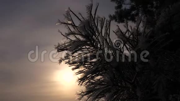 松枝覆盖着霜冻在冬季森林中的阳光特写视频的预览图