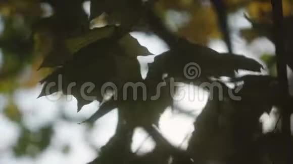 秋天的枫叶在秋天公园的一棵树上摆动堕落秋天五彩缤纷的公园太阳耀斑视频的预览图