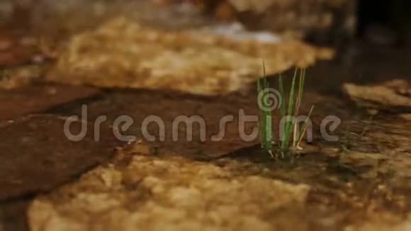山河植水石褐视频的预览图