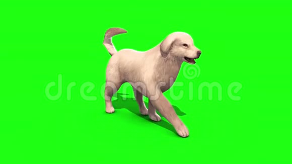 白色大狗散步循环绿色屏幕三维渲染动画视频的预览图