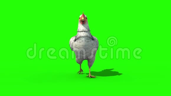白鸡行走循环前绿色屏幕3D渲染动画视频的预览图