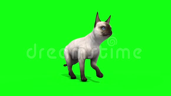白猫猫猫走循环动物绿屏3D渲染动画视频的预览图