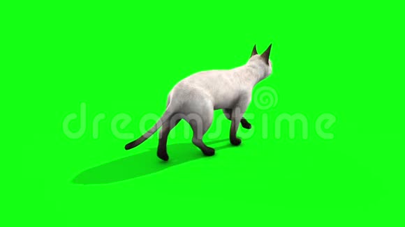 白猫猫猫猫走回动物绿屏3D渲染动画视频的预览图