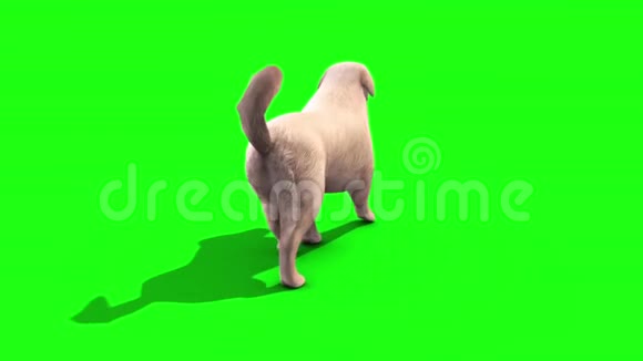 白色大狗遛循环返回绿色屏幕三维渲染动画视频的预览图