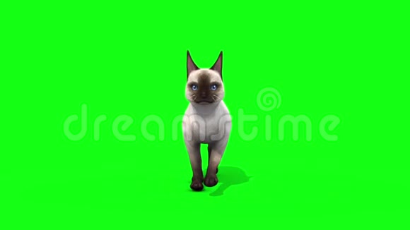 白猫猫猫行走循环前动物绿屏3D渲染动画视频的预览图