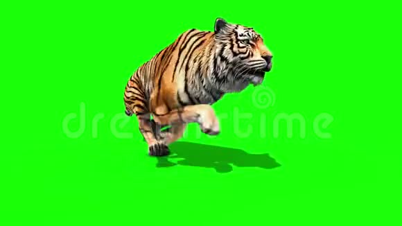虎跑动物循环关闭绿色屏幕3D渲染动画视频的预览图