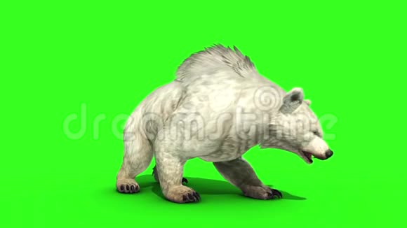 白熊正面绿色屏幕三维渲染动画视频的预览图
