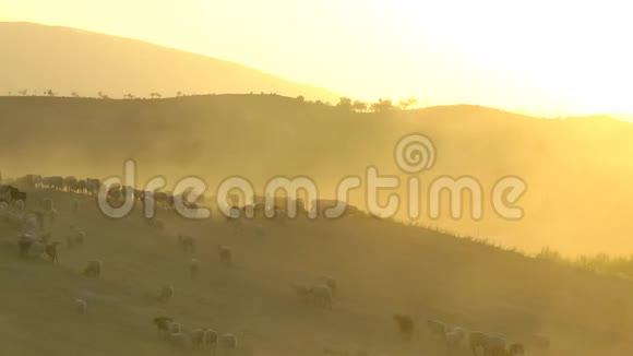 绵羊在干旱的黄色景观视频的预览图