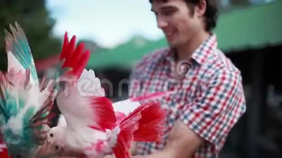 快乐的微笑男人抱着美丽的彩色鸽子鸽子坐在主人手上挥舞着她美丽的翅膀1920x1080视频的预览图