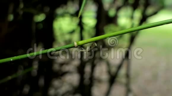 自然界竹枝上的蚊子视频的预览图