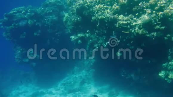 美丽的视频鱼在红海的珊瑚周围游泳海洋中水下居住者的学校和浅滩视频的预览图