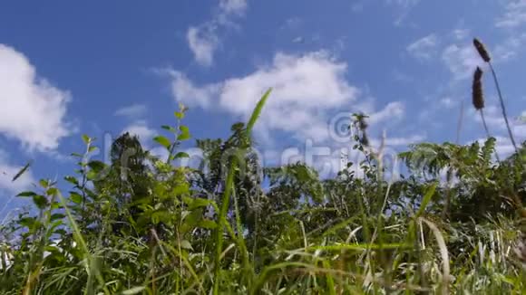 英国农村的绿篱视频的预览图