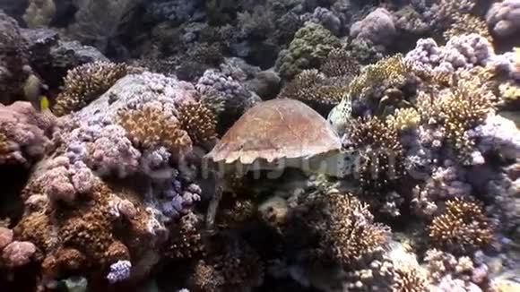 巨大的爬行动物海龟在珊瑚中水下视频的预览图