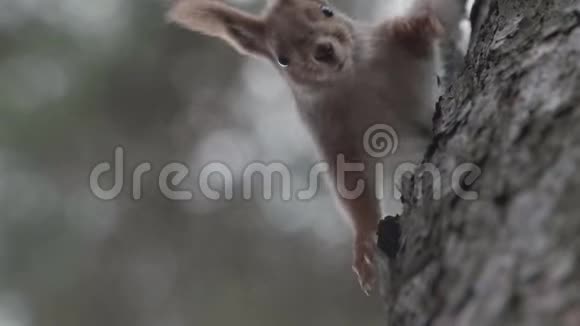 松鼠在树上缓慢地倒着爬视频的预览图