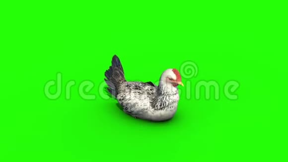 白鸡吃顶绿屏3渲染动画视频的预览图