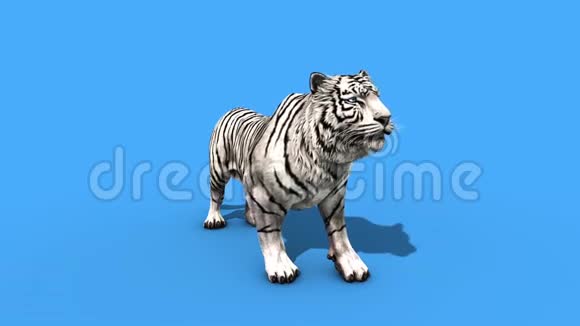 白虎吼动物正面绿屏3D渲染动画视频的预览图