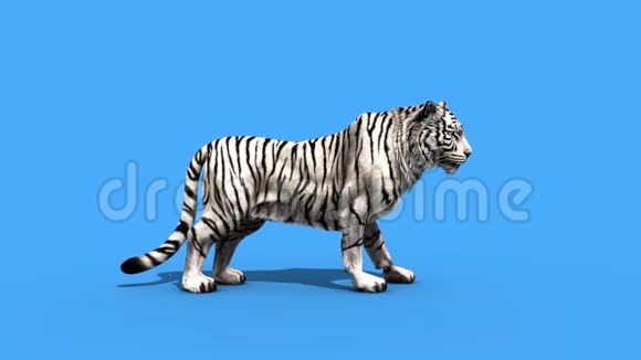 白虎大吼动物侧绿屏3D渲染动画视频的预览图