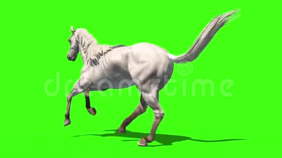 白马跑循环动物背绿屏3D渲染动画视频的预览图