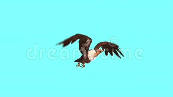 秃鹫鸟掠食飞行循环蓝屏3D渲染动画视频的预览图