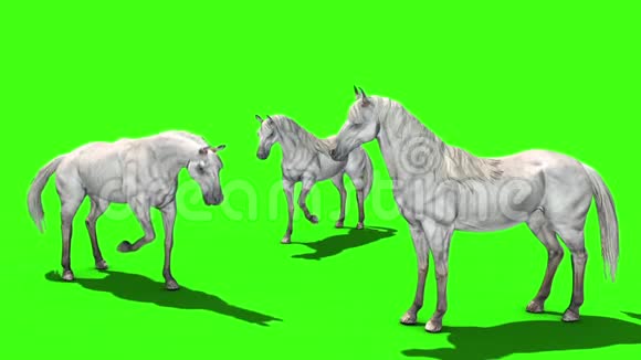 白马草原动物绿屏3D渲染动画视频的预览图