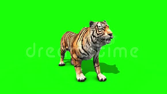 虎啸动物正面绿屏3D渲染动画视频的预览图