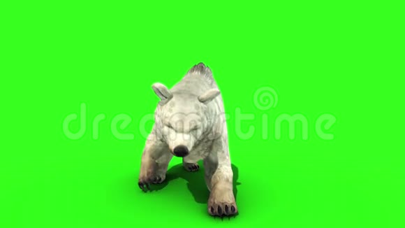 白熊攻击前绿屏3D渲染动画视频的预览图