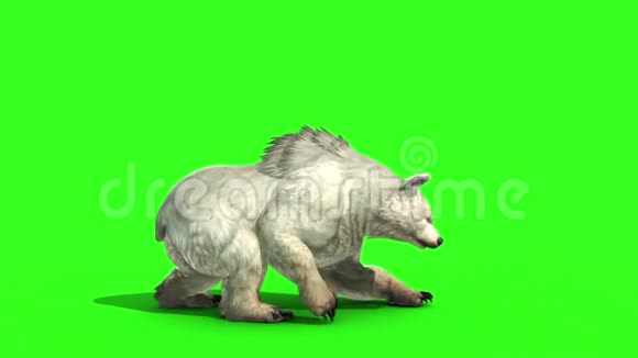 白熊攻击侧绿屏3D渲染动画视频的预览图