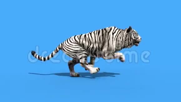 白虎跑动物循环绿色屏幕3D渲染动画视频的预览图