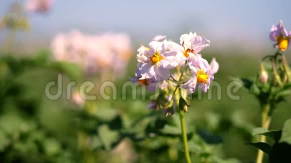 特写开花土豆白色的淡粉色的花开在农场的土豆灌木丛上马铃薯种植育种视频的预览图