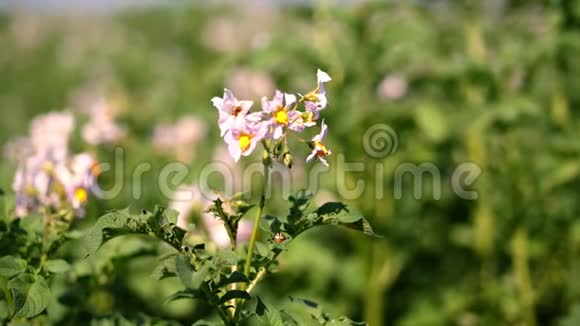 特写开花土豆白色的淡粉色的花开在农场的土豆灌木丛上马铃薯种植育种视频的预览图