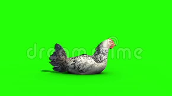 白鸡抱蛋绿屏3D渲染动画视频的预览图