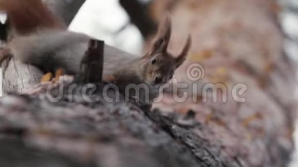 松鼠在树上缓慢地倒着爬视频的预览图