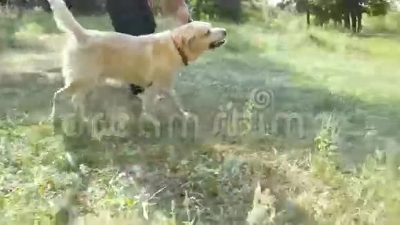 年轻人和狗在户外玩木棍拉布拉多犬或金毛猎犬及其主人视频的预览图