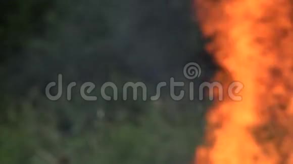 火焰模糊对干旱后的森林动植物造成损害4K视频的预览图