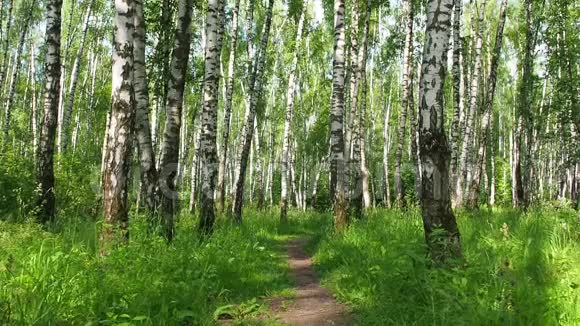 阳光明媚的夏季白桦林有路径滑块慢速镜头视频的预览图