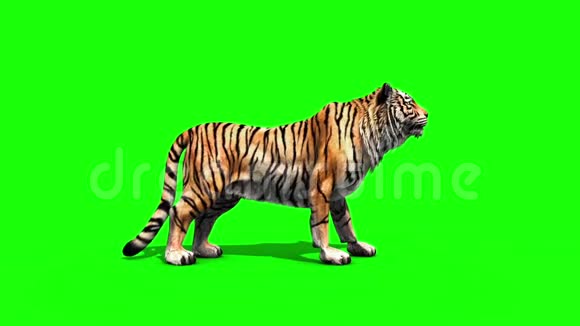 虎啸动物侧面绿色屏幕3绘制动画视频的预览图