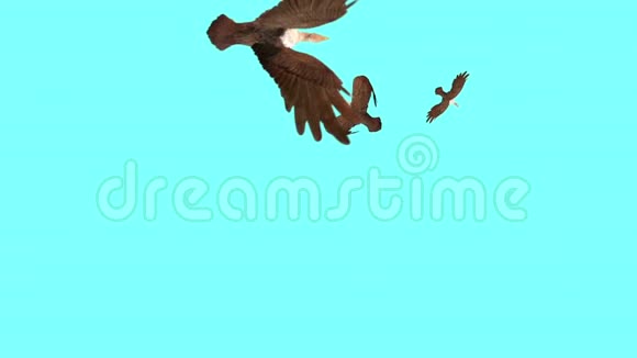 如此多的秃鹫鸟飞到蓝屏3d绘制动画视频的预览图