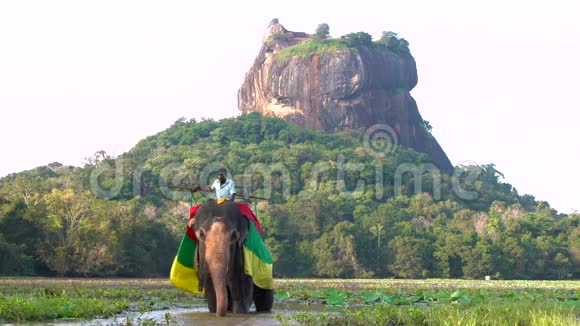 大象用树干喷水狮子山后堡视频的预览图